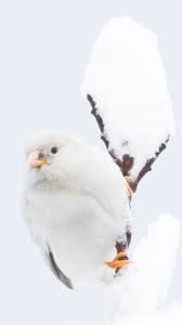 Nadir Gorulen Albino Agac Sercesi Foto By Birddetective