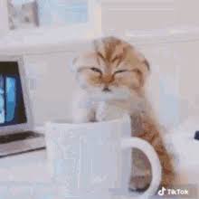 Coffee and fruit on a light blanket, making a plan and goals for the new. Cat Coffee Gifs Tenor