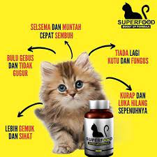 Para pakar membagikan beberapa cara menghilangkan bulu kucing dan anjing dari perabotan rumah, antara lain: Si Comel Penceria Hidup Posts Facebook