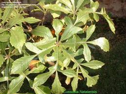 Image result for Cussonia natalensis