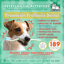 Veterinaria Arrtervet
