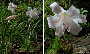 Image result for Crinum lugardiae