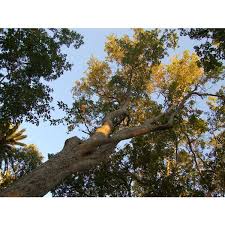 Great savings & free delivery / collection on many items. Buy Maple Seeds Online Rarexoticseeds
