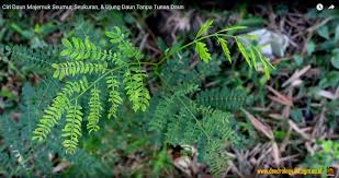 Daun adalah organ tumbuhan yang menempel pada batang. Tahukah Kamu Tentang Daun Majemuk