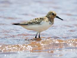 Image result for Lijndenia sp. cf barteri