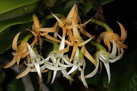 Image result for Cyrtorchis praetermissa