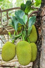 Jack fruit tree has a solid crown of dark green leaves and the fruits and they hang from the branches, from the trunk and even on the roots of older trees. Tips Information About Jackfruit Trees Gardening Know How