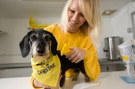 Dog fur is found sticking to any fabric on this area of the level, this includes clothes of any wanderers that pass through. Where To Get Your Dog Microchipped For Free In Liverpool And Beyond Liverpool Echo