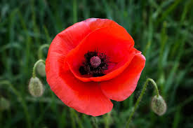 500 Poppy Pictures Hd Download Free Images On Unsplash Poppy meadow & fiery sunset.