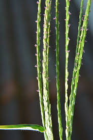 Image result for Aristida stenostachya