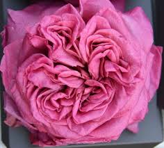 Maybe you would like to learn more about one of these? Freeze Dried Garden Roses