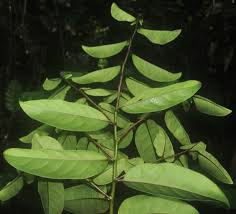 Image result for Anisophylleaceae