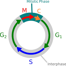 Cell cycle is a genetically controlled series of changes that occur in a newly formed cell by which it duplicates its genome, synthesises other constituents, undergoes growth and divides to form two daughter cells. Cell Cycle Arrest In Plants Botany One