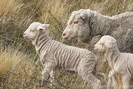 Black And White Sheep Breeds Nz Merino Lambs Sheep Sheep Breeds Fluffy Critter