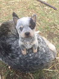 It has either brown or black hair distributed fairly evenly through a white coat, which gives the appearance of a red or blue dog. Cachorros Blue Heeler Pastor Ganadero Australiano Mercado Libre