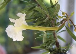 Image result for Dolichandrone alba