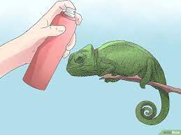 4 Ways To Take Care Of A Chameleon Chameleon Pet Chameleon Care Chameleon