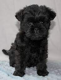 Affenpinscher - Doris Affenpinscher Puppy Affenpinscher Dog Dog Breeds