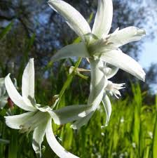 Image result for Ornithogalum flexuosum