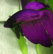 I Ve Never Seen A Beta Fish This Color But If I Ever Did I Would Buy Him On The Spot They Are The Most Beautiful Most Betta Fish Types
