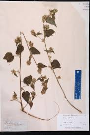 Image result for Sida urens