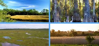 In Everyday Usage The Words Marsh And Swamp Are Often Used Interchangeably As Such Most People Think That They Refer To The Same Thing A Wetland Swamp Bogs