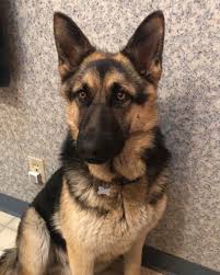 Black And Brown Dog Names Lost Dog Borup German Shepherd Male Date Lost 01 28 2020 Dog S Name Baloo Breed Of Dog German Shepherd Gender Male Closest In 2020 Losing A Dog Dog Ages Dogs
