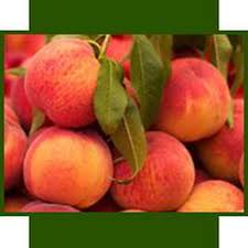 Maybe you would like to learn more about one of these? Planting Fruit Trees