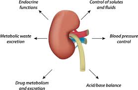 Image result for Renal Function