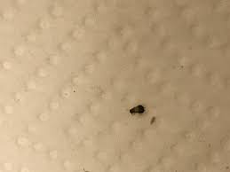 Maybe you would like to learn more about one of these? Nyc Kitchen Sink Bug Identification 443011 Ask Extension