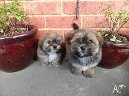 Check spelling or type a new query. Shihtzu Cross Toy Poodle Puppies For Sale In Sunbury Victoria Classified Australialisted Com