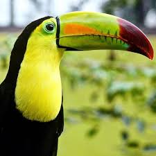 Uk Birds With Yellow Feathers A Keel Billed Toucan Keel Billed Toucan National Geographic Kids Bird Feathers