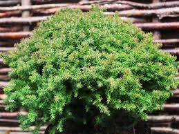 Image result for Digitaria compressa