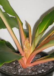 Image result for Chlorophytum filipendulum