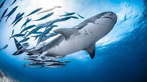 Image result for shark
