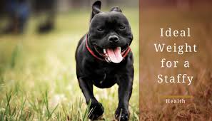 what is the ideal weight for a staffy how to keep a dog at