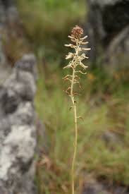 Image result for Drimia elata