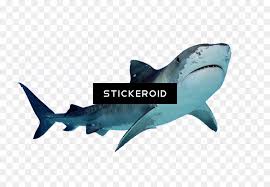 Find great deals on ebay for san jose sharks logos. San Jose Sharks Official Logo Great White Shark Free Png Transparent Png Vhv