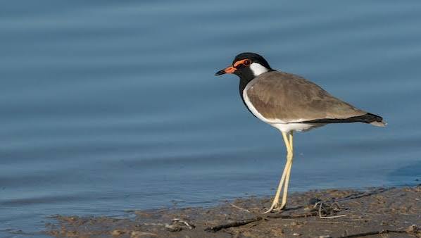 Red Wattled Lapwing Monsoon Forecast