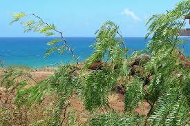 Image result for Prosopis glandulosa