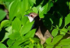 Image result for Lecaniodiscus fraxinifolius