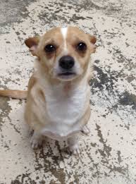 We offer the tools and training you and your dog need to build a strong bond so you can enjoy a bright future together. Pin On Dogs For Adoption