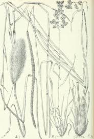 Image result for Tetrapogon tenellus