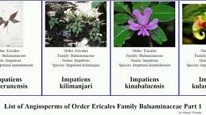 Image result for Impatiens purpureoviolacea