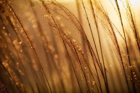 Gold Tailings The Environment Pan African Resources