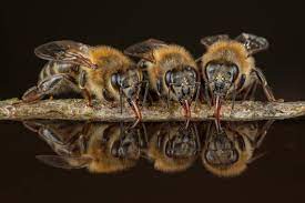 Western honey bee, close up macro photography. Ingo Arndt S Macro Photos Of Honeybees Canon Europe