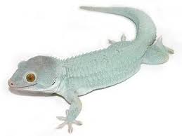 Gekko Gecko Powder Blue Morph Cute Reptiles Gecko Amphibians