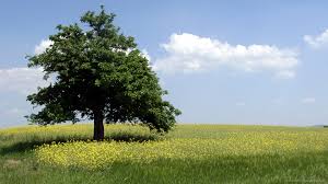 ✓ free for commercial use ✓ high quality images. 40 Hd Tree Wallpapers Backgrounds For Free Download