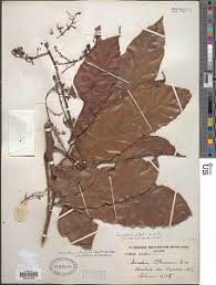 Image result for Sorindeia juglandifolia