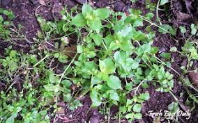 We did not find results for: 7 Common Weeds Your Chickens Will Love Community Chickens